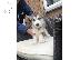 PoulaTo: Alaskan Malamute Puppies